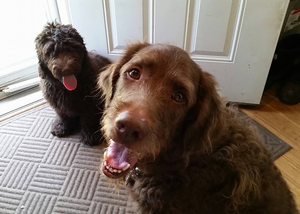 Bosco and Guinness - Our sweet boys. BarkBox brings them joy!